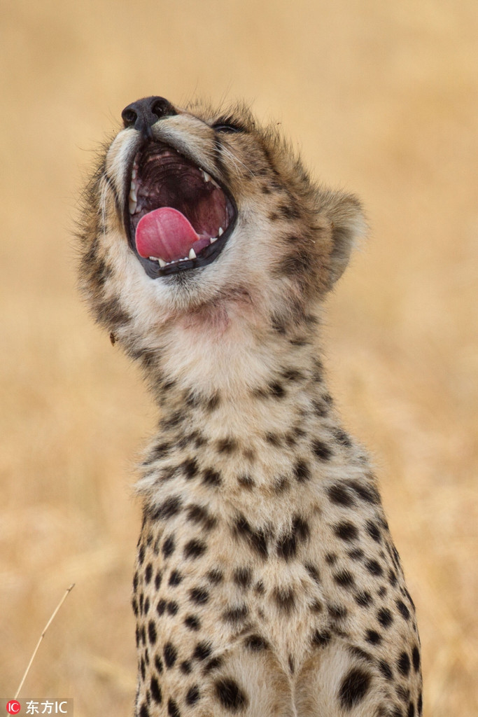 Báo đốm con thực sự đang ngáp, thế nhưng trong khoảnh khắc này, nó giống như đang hét lên đoạn điệp khúc ở nốt cao.