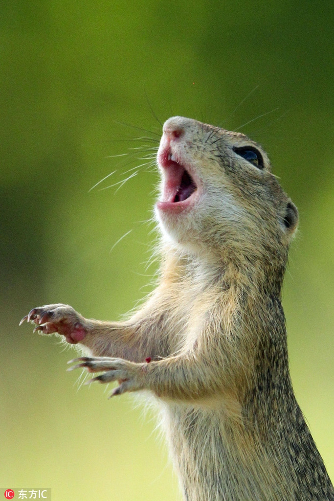 Nhiếp ảnh gia 25 tuổi, người Áo, Julian Rad đã chụp được bức ảnh vui nhộn này khi con sóc đất đang há miệng như lấy hơi để bắt đầu một bài hát chào buổi sáng.