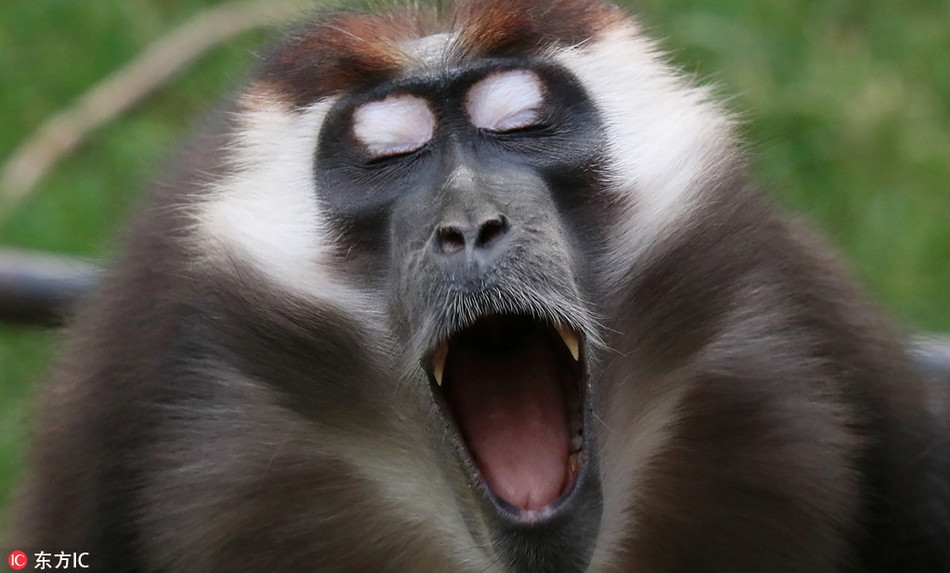 Nhắm cả mắt lại, con khi bạc má này giống như những ca sĩ nổi tiếng đang cảm nhận từng nốt nhạc khi hát.