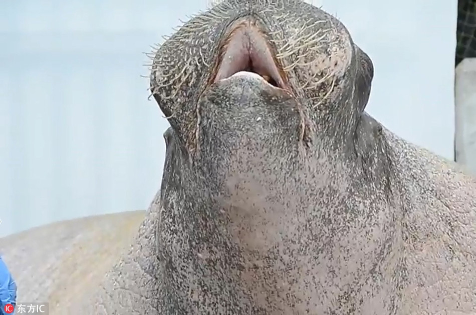 Con hải mã ở vườn thú Washington, Mỹ giống như đang đắm chìm trong những nốt nhạc cao vút, hoàn toàn không để ý đến xung quanh.