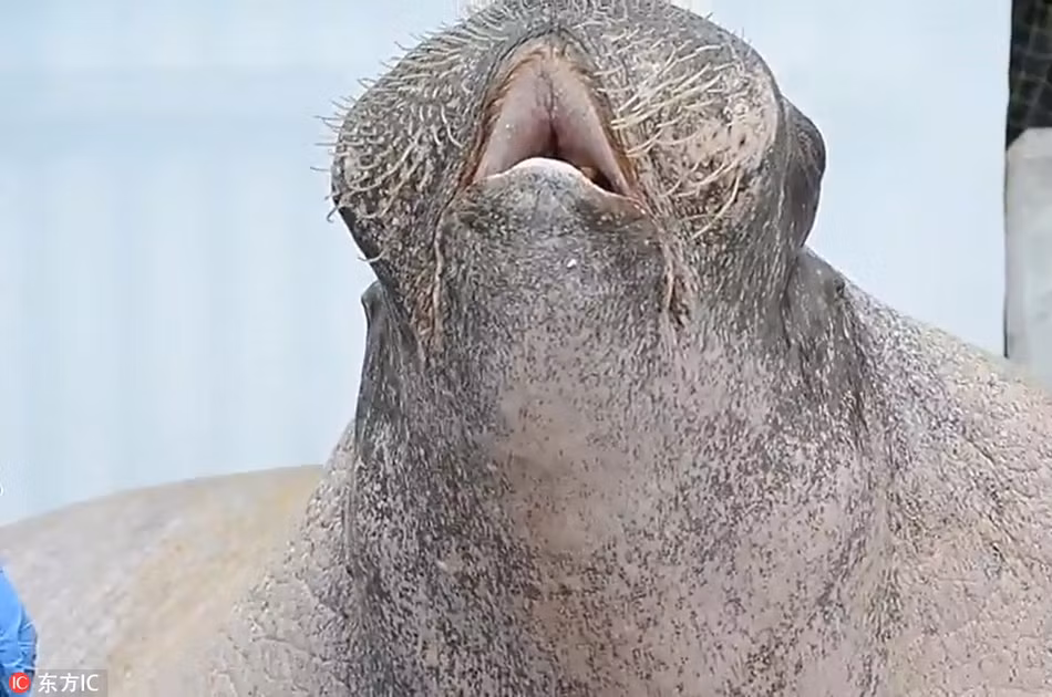 Con hải mã ở vườn thú Washington, Mỹ giống như đang đắm chìm trong những nốt nhạc cao vút, hoàn toàn không để ý đến xung quanh.