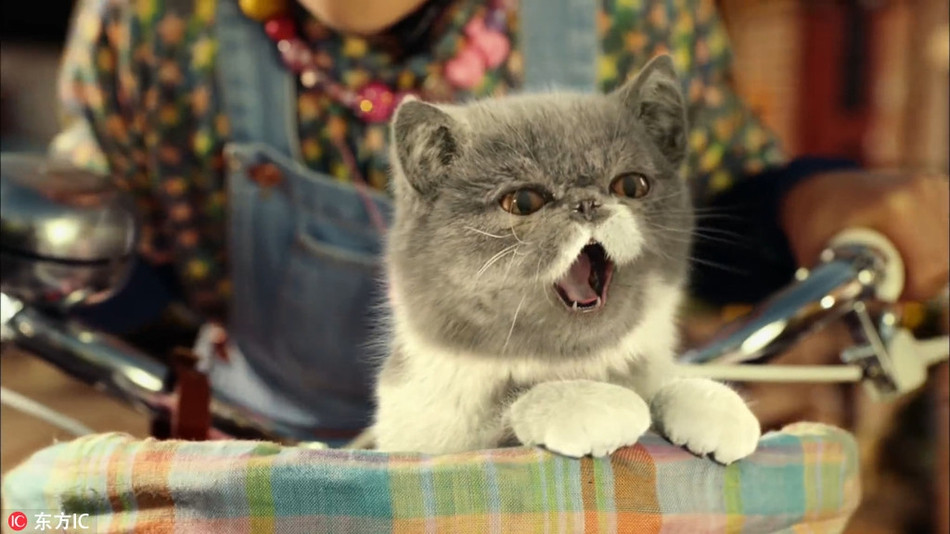 Tỏ ra mình là một con mèo không vô dụng, chú mèo này giống như đang lấy hơi để thể hiện bài hát mà mình đã cố công luyện tập từ lâu.