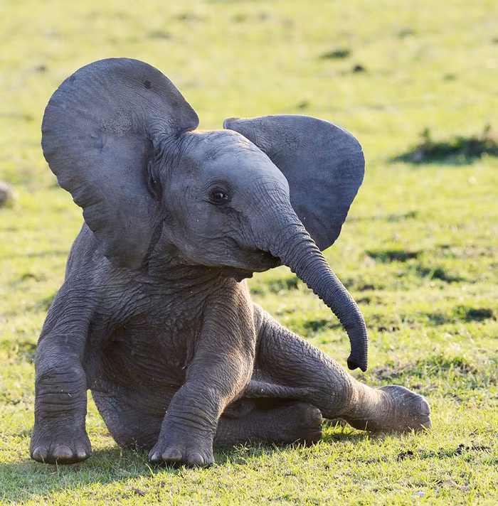 Tạo dáng gợi cảm chẳng khác gì những người mẫu chuyên nghiệp, voi con chứng minh, dù thân hình cồng kềnh, nó vẫn có thể điệu đà.