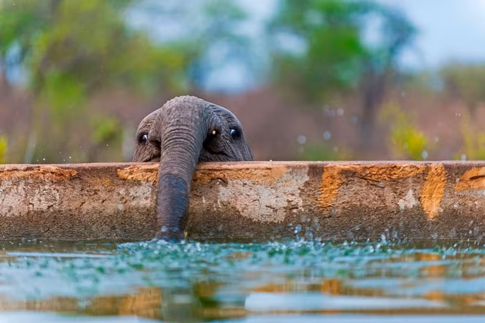 Do quá thấp với hố nước nhân tạo, voi con chỉ thò được chiếc vòi dài vào để uống nước. Khuôn mặt của chú ta lộ rõ vẻ bất mãn khi bị nhiếp ảnh gia ghi lại khoảnh khắc này.