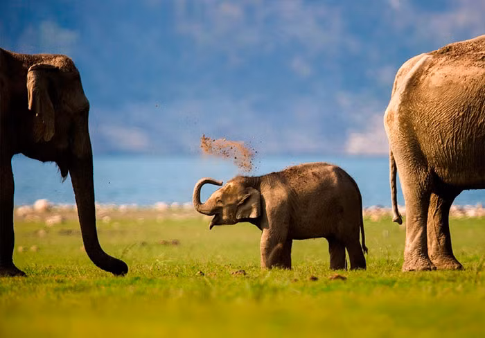 Được nghịch đất một cách thoải mái có lẽ là khoảng thời gian vui vẻ nhất trong ngày của chú voi con này.