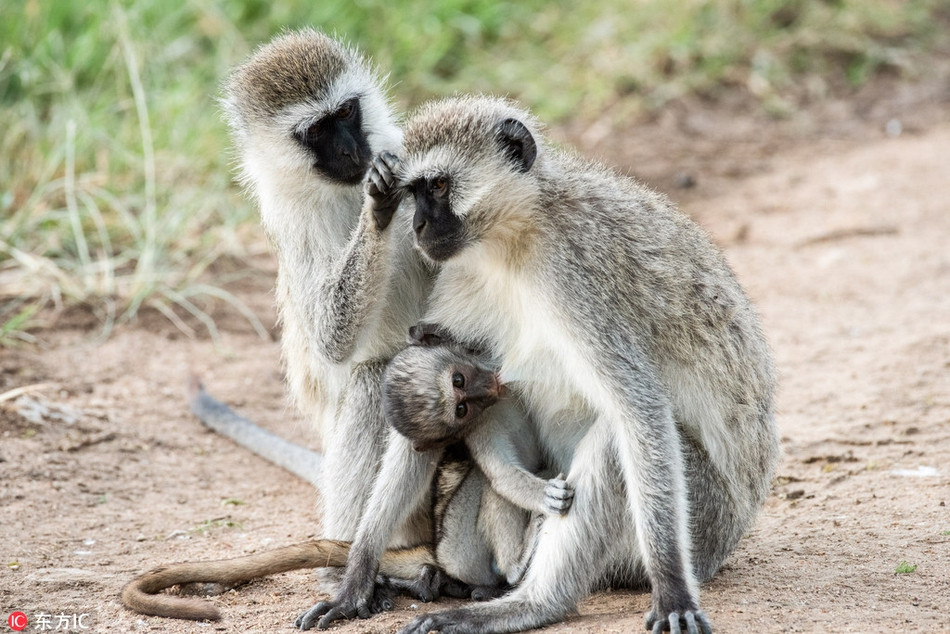 Thich thu khi nho thuc hien dong tac kungfu nhu vo su-Hinh-4