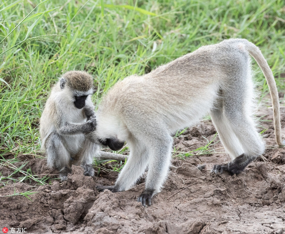 Thich thu khi nho thuc hien dong tac kungfu nhu vo su-Hinh-5