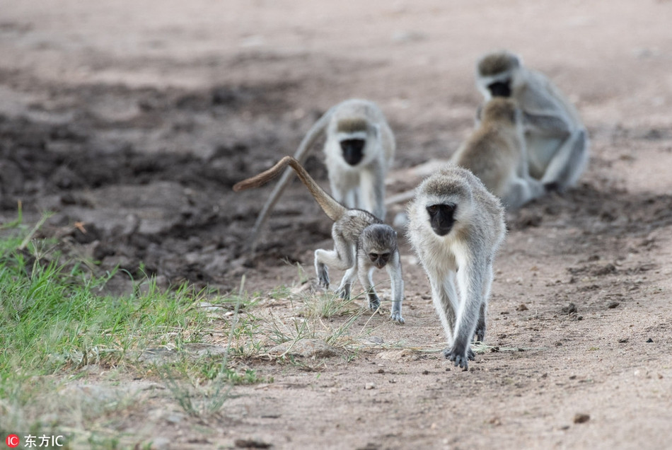 Thich thu khi nho thuc hien dong tac kungfu nhu vo su-Hinh-3