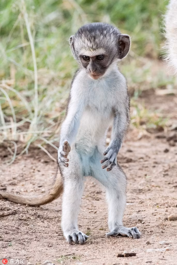 Thich thu khi nho thuc hien dong tac kungfu nhu vo su-Hinh-2