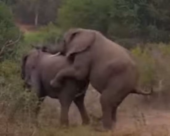 Voi duc khien voi cai noi gian, mat hung vi dang 