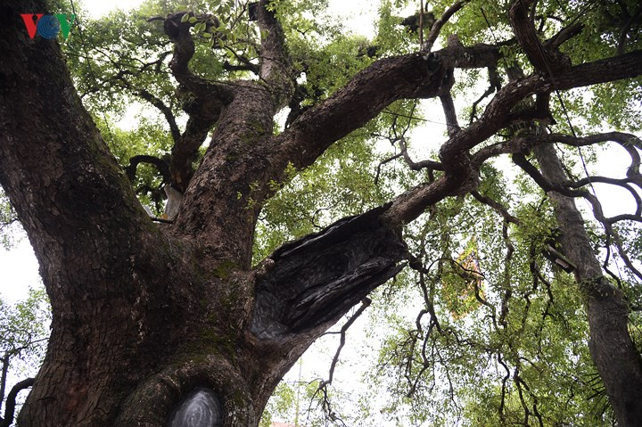 Cây không chỉ là nét đẹp của cảnh quan môi trường, cảnh quan thiên nhiên mà còn là nét đẹp văn hóa, biểu tượng rất đỗi mộc mạc, thân thiết, linh thiêng trong không gian văn hóa Việt.