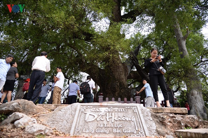 Dã Hương được hiểu là hương thơm dân dã. Mùi thơm của cây tỏa ra từ nhựa cây và hoa của cây. Mùi thơm nhẹ nhàng và lan tỏa ra rất xa nên người dân nơi đây quen gọi là cây Dã Hương.