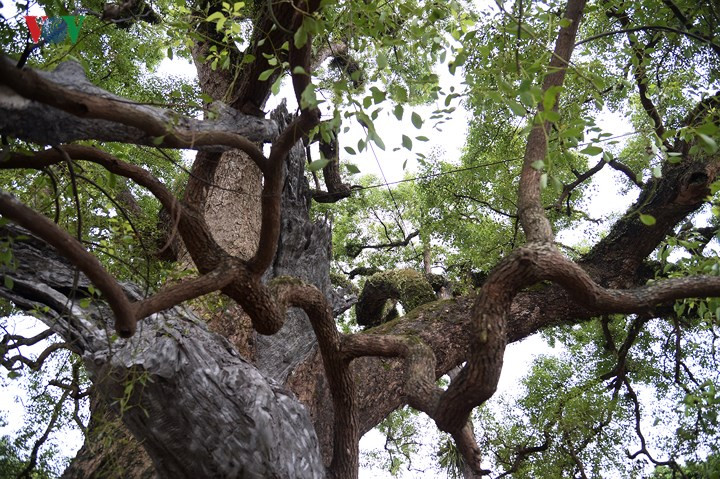 Năm 2006 một cành ở đỉnh ngọn phía Nam gãy thì năm đó nước ta gia nhập tổ chức Thương mại thế giới (WTO).