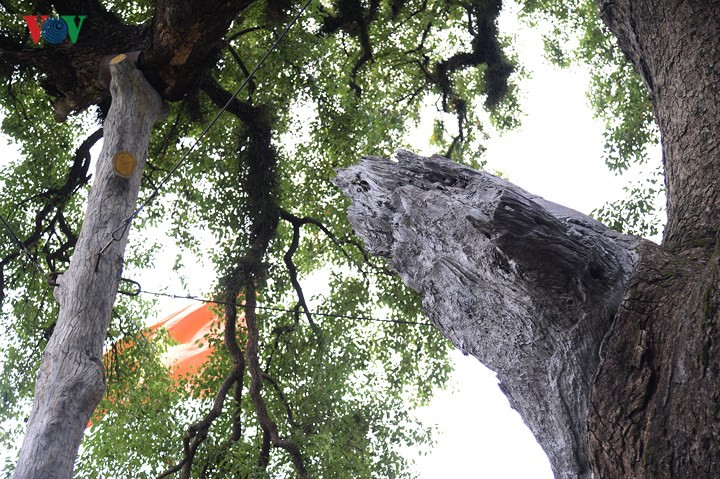 Theo người dân ở đây thì mỗi một cành cây gẫy thường trùng với một sự kiện lớn của đất nước như: Năm 1945 cành Dã Hương lớn phía đông bắc gãy là lúc Cách mạng Tháng Tám thành công; Năm 1954, cành phía tây gãy là năm chiến thắng Điện Biên Phủ;