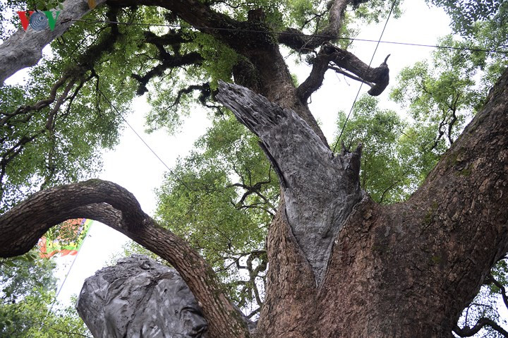 Năm 1975 cành phía tây gãy gắn với sự kiện giải phóng hoàn toàn miền Nam, thống nhất đất nước...