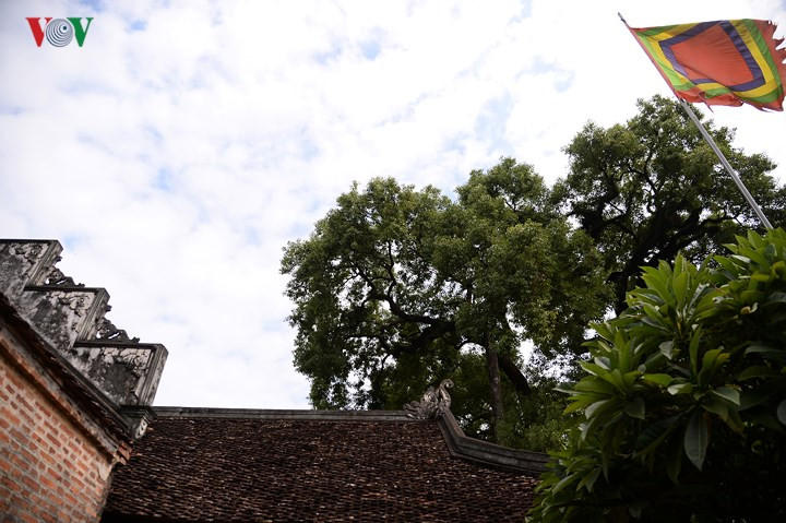 Hoa dã hương thường nở vào cuối xuân đầu hè, màu vàng nhạt, cánh nhỏ li ti và có mùi thơm tựa hoa dạ lan.