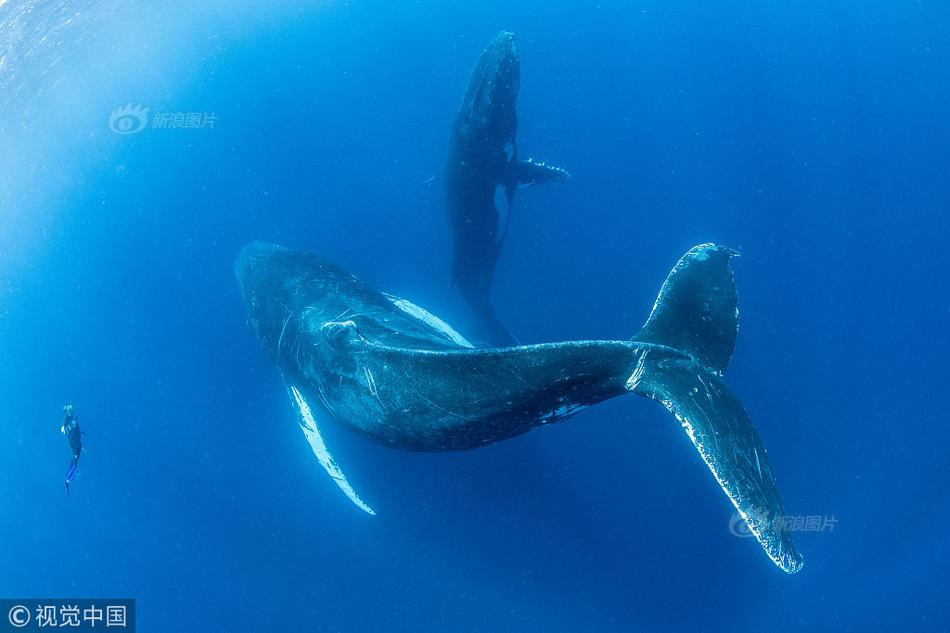 Thuyen nho be doi dau ca voi lung gu nhu phim kinh di