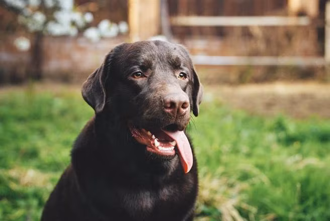 Suyt tu 50 nam, nguoi dan ong sach toi nho... mot chu cho