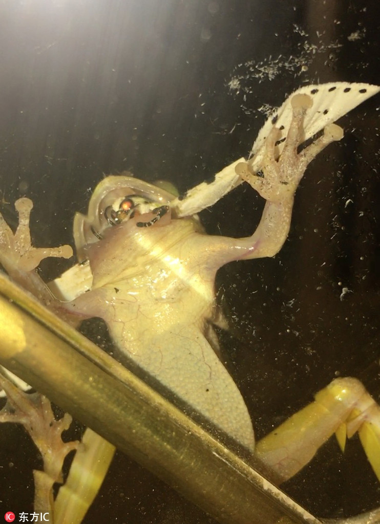 Người ta vẫn nói, chỉ cần nỗ lực không buông bỏ quá sớm, ngoan cường chiến đấu đến cuối cùng, vẫn sẽ có đường sống trong chỗ chết. Điều này thực sự đúng với con bướm đêm phi thường này, mặc dù không cẩn thận để một con ếch nuốt vào bụng, thế nhưng bướm đêm không bỏ cuộc mà liều mạng từ trong mồm ếch chui ra.