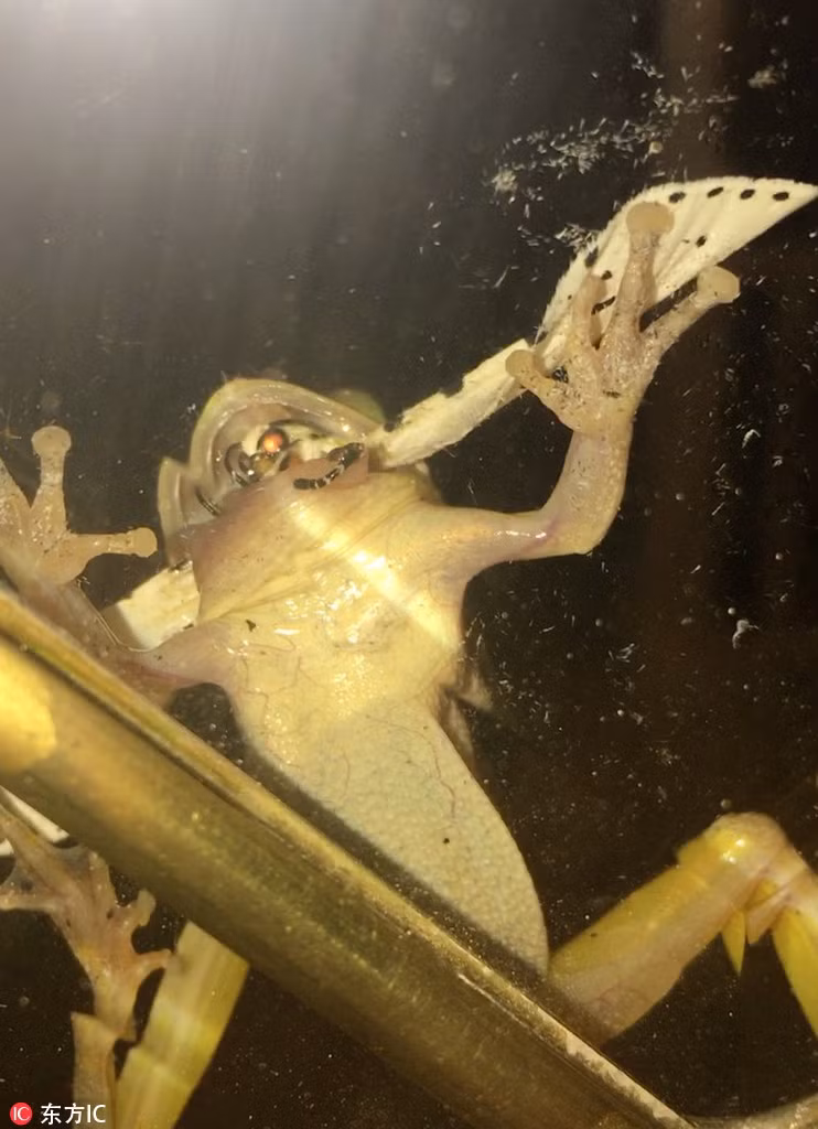 Người ta vẫn nói, chỉ cần nỗ lực không buông bỏ quá sớm, ngoan cường chiến đấu đến cuối cùng, vẫn sẽ có đường sống trong chỗ chết. Điều này thực sự đúng với con bướm đêm phi thường này, mặc dù không cẩn thận để một con ếch nuốt vào bụng, thế nhưng bướm đêm không bỏ cuộc mà liều mạng từ trong mồm ếch chui ra.