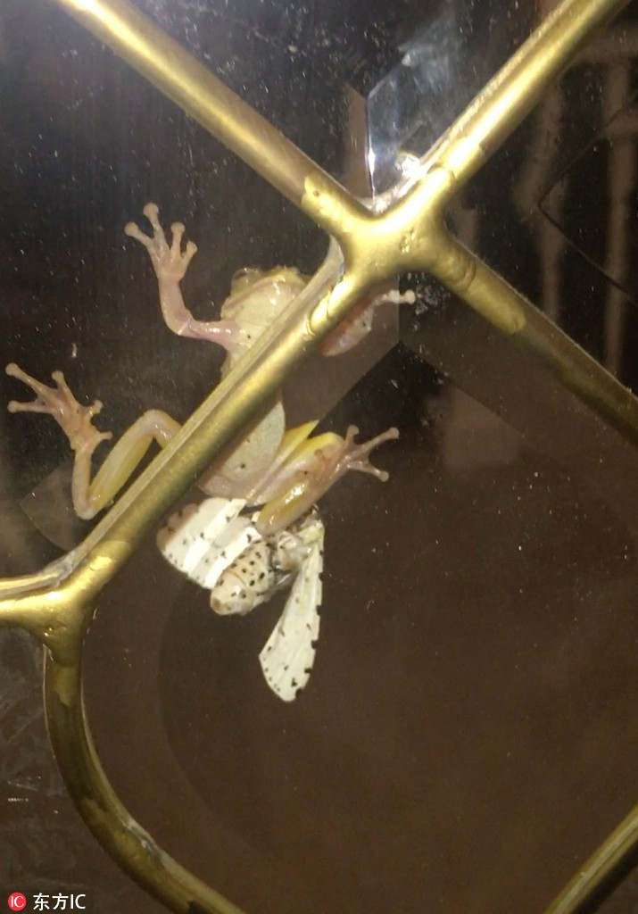 Không thể tin vào mắt mình, cô Taylor phải nhìn kỹ hơn để xác nhận chính xác rằng, có một con bướm đêm màu trắng kích thước gần bằng cơ thể con ếch đang bò ra khỏi miệng của con ếch.