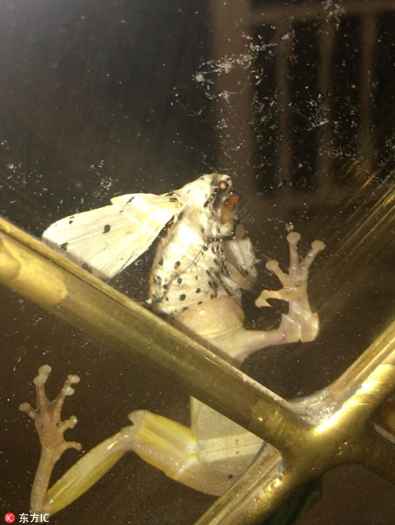 Cô Taylor cho biết, khi thấy con ếch phía ngoài cửa kính có biểu hiện lạ lùng, cô quyết định sẽ quan sát và chụp ảnh nó. Chẳng ngờ, vài giây sau những cử động lạ lùng, cô Taylor phát hiện miệng của con ếch bị vướng thứ gì đó.