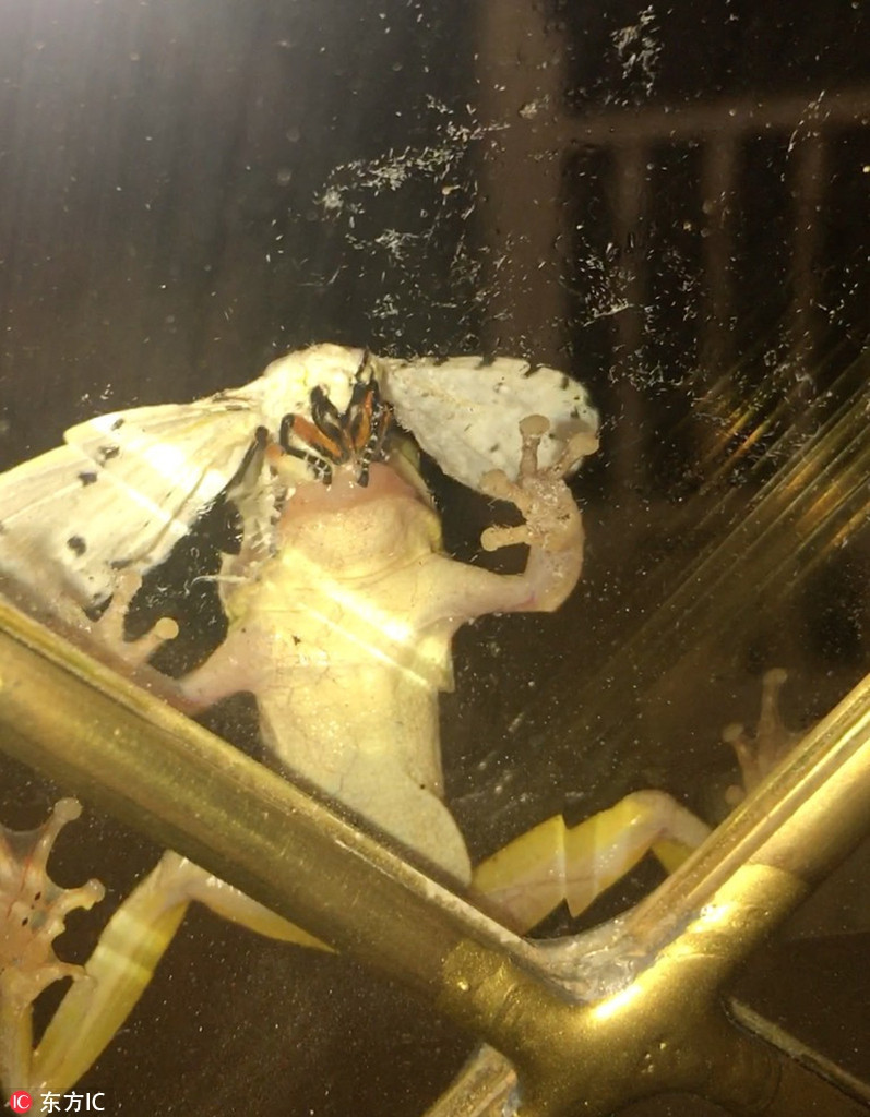 Sau đó, những chiếc râu nhỏ và đôi cánh trắng xuất hiện trong mồm con ếch. Theo sau là một cái đầu, rồi chân và cuối cùng là cơ thể.