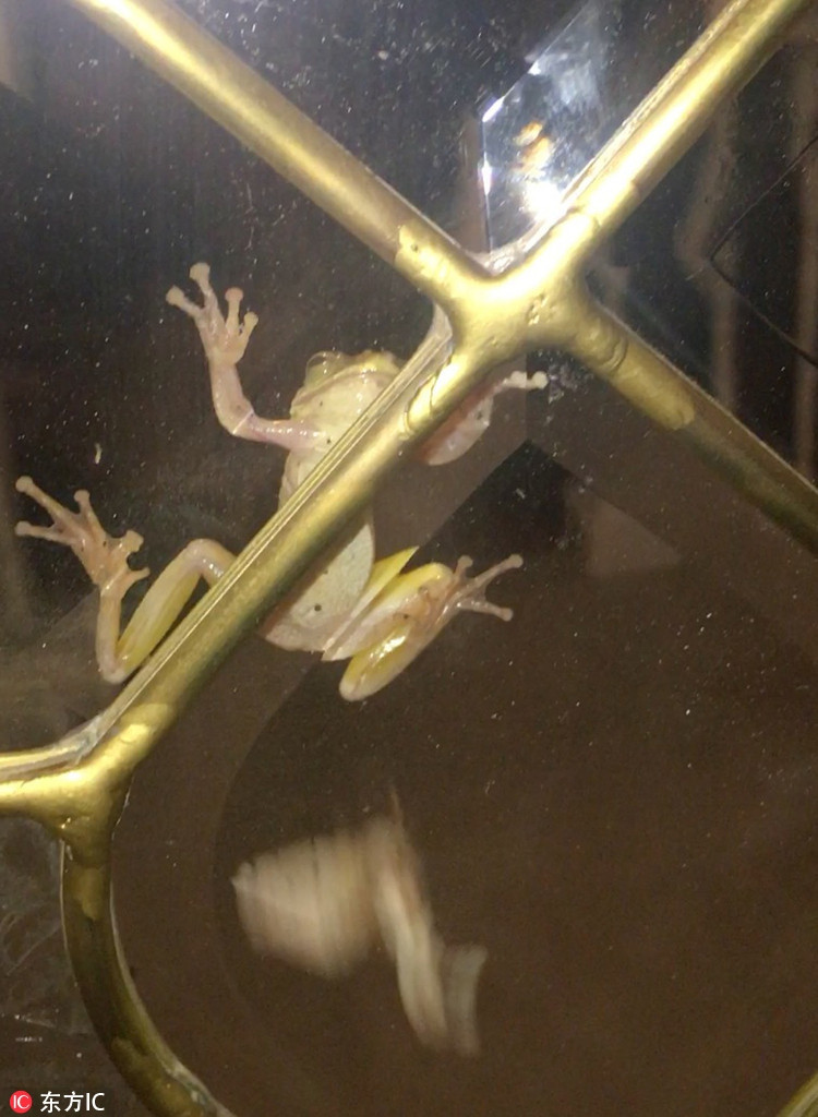 Ngay sau khi bò ra khỏi mồm con ếch, bướm đêm nỗ lực vỗ cánh bay đi, bỏ lại kẻ săn mồi lưỡng cư vẫn còn đang hậm hực, chưa chấp nhận nổi sự thật rằng con mồi đã nuốt vào bụng vẫn có thể trốn thoát.