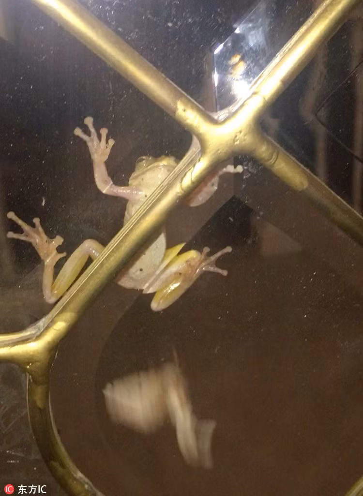 Ngay sau khi bò ra khỏi mồm con ếch, bướm đêm nỗ lực vỗ cánh bay đi, bỏ lại kẻ săn mồi lưỡng cư vẫn còn đang hậm hực, chưa chấp nhận nổi sự thật rằng con mồi đã nuốt vào bụng vẫn có thể trốn thoát.