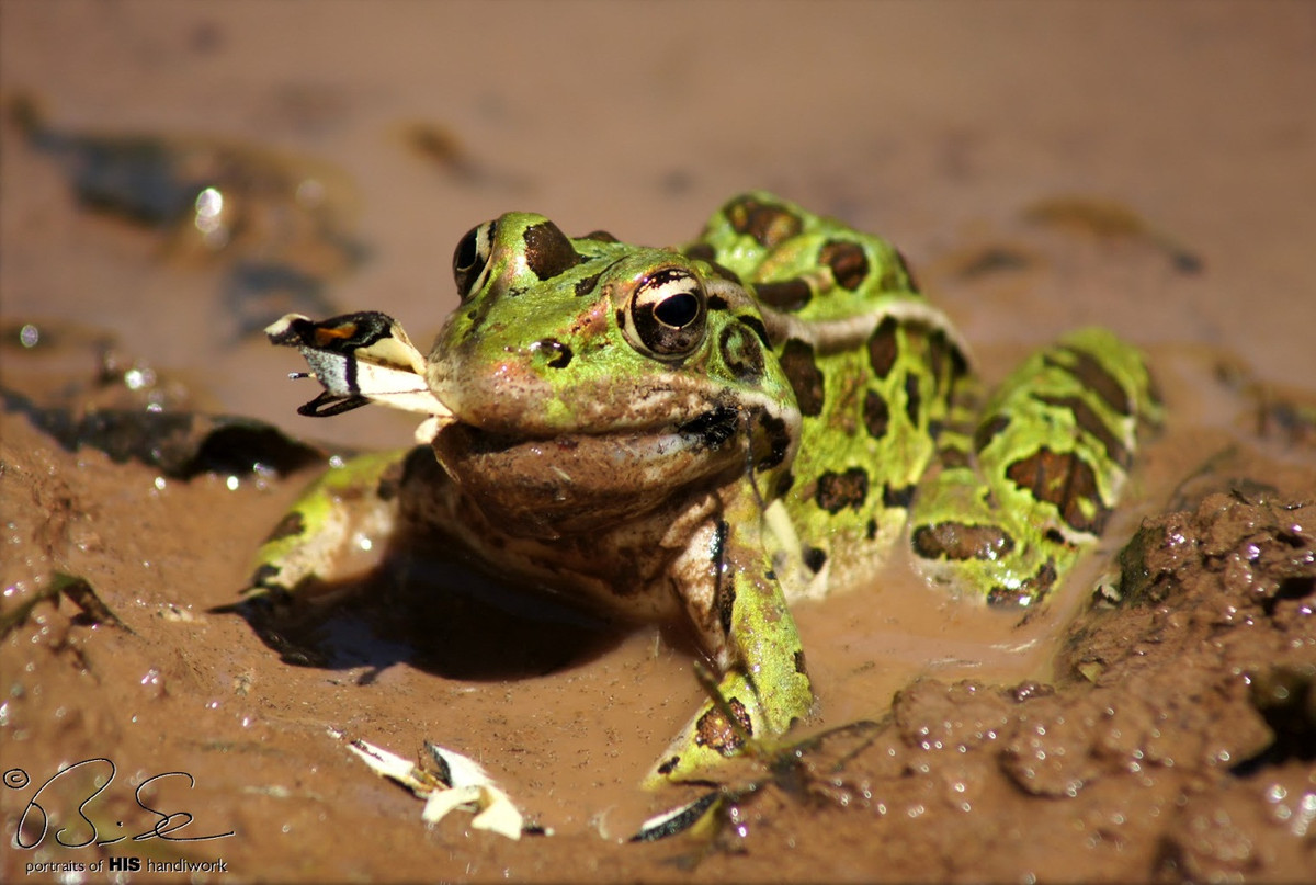 Trong thực tế, họ động vật lưỡng cư như ếch, cóc, nhái... cũng đã từng săn giết bướm như những loài côn trùng khác. Thế nhưng dường như bướm không phải là món khoái khẩu của chúng.