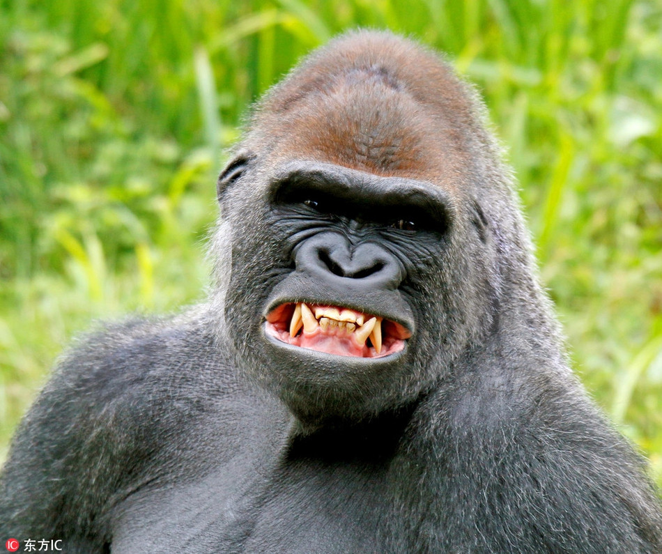 Khi thấy nhiếp ảnh gia động vật hoang dã hướng máy ảnh về phía mình, con khỉ đột khổng lồ này đã cố gắng cười thật tươi, khoe trọn hàm răng của mình. Tuy nhiên, màn khoe răng của nó có vẻ hơi quá đà khi khiến nhiều người sợ hãi hơn là thích thú.