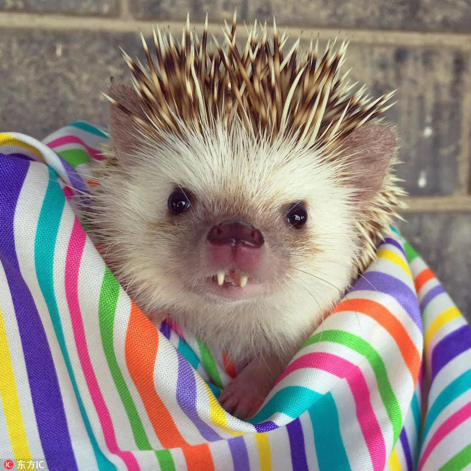 Hai chiếc răng cửa của nhím hai khiến nó thực sự trở nên đáng yêu và ngộ nghĩnh hơn gấp bội phần.