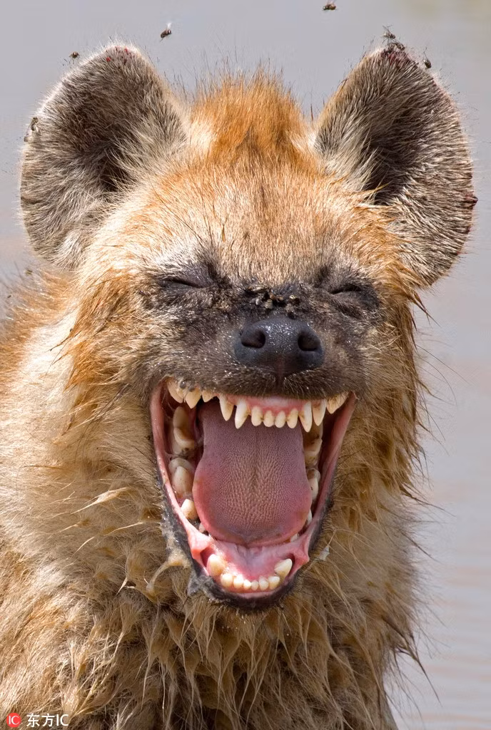 Mặc dù linh cẩu đang bị họ hàng nhà ruồi làm phiền, nó vẫn cười to, có vẻ như nó cực kỳ khoái chí khi được nhiếp ảnh gia để ý và chụp ảnh.