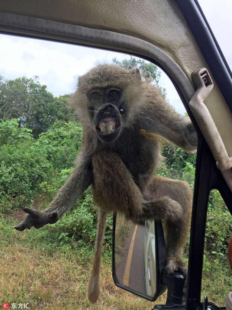 Một con khỉ nghịch ngợm với màn khoe răng hài hước, khiến các du khách vô cùng vui vẻ.