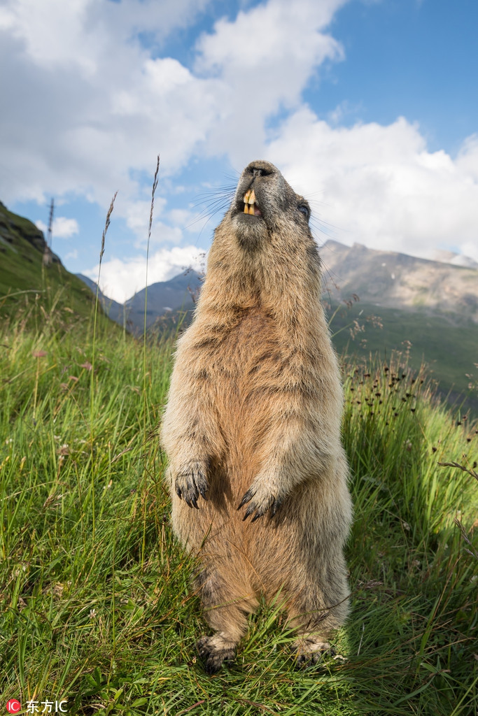 Một con sóc Marmota đang tận hưởng những tia nắng ấm áp. Nó cũng không quên khoe trọn bộ răng dài chuyên gặm nhấp của mình.