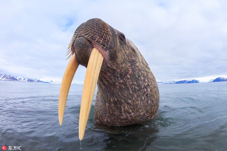 Một con hải mã đang khoe hai chiếc ngà đặc trưng cùng râu của mình trước ống kính nhiếp ảnh gia. Nó có vẻ rất tự hào về đôi ngà của mình.