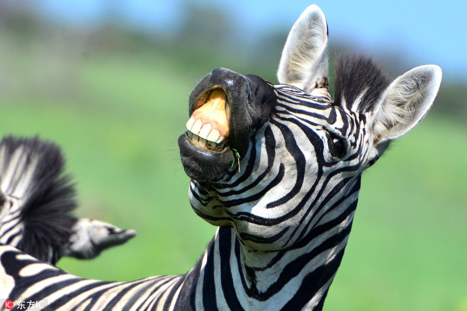 Cũng là một kiểu tạo dáng khoe răng thế nhưng con ngựa vằn này trông hài hước hơn rất nhiều so với những loài động vật khác.