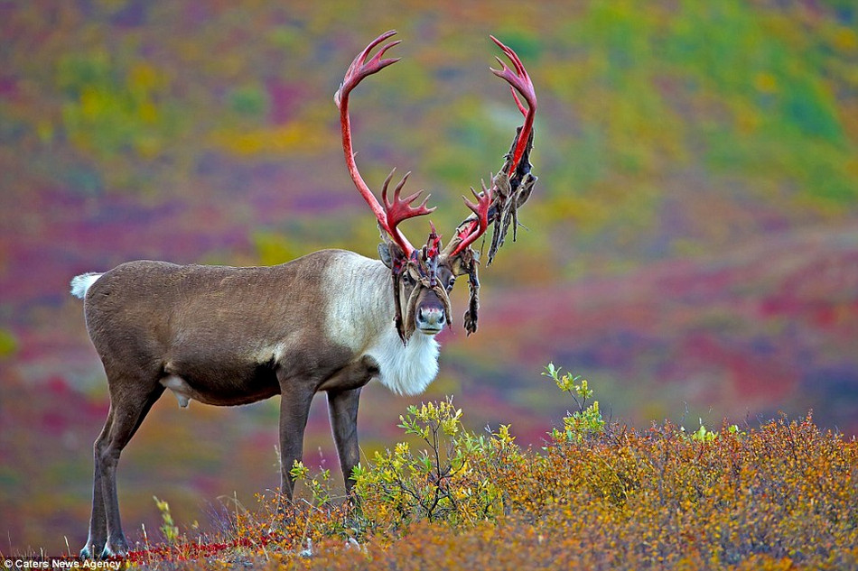 Tuan loc khien con nguoi “het hon” voi bo dang dam mau-Hinh-5