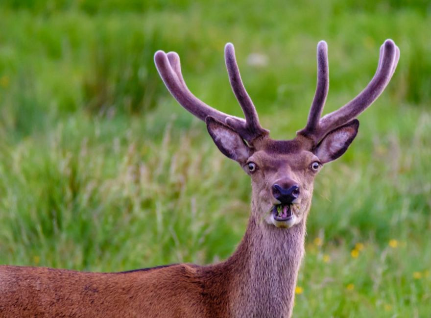 Đang trệu trạo nhai cỏ thì bị phát hiện, con hươu này vô cùng ngạc nhiên pha lẫn hoảng hốt.