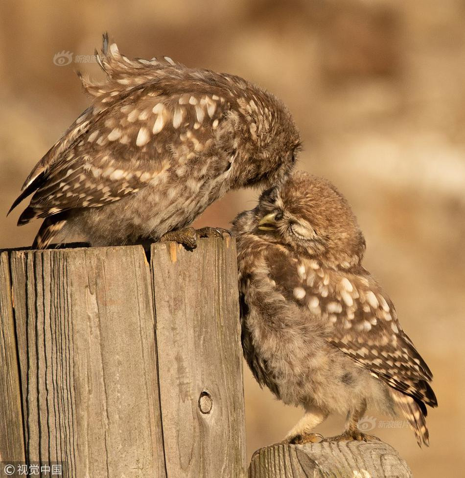 Không bỏ lỡ khoảnh khắc này, anh đã nhanh tay lấy máy ảnh và ghi lại được những giây phút ngọt ngào nhất của đôi chim cú nhỏ.
