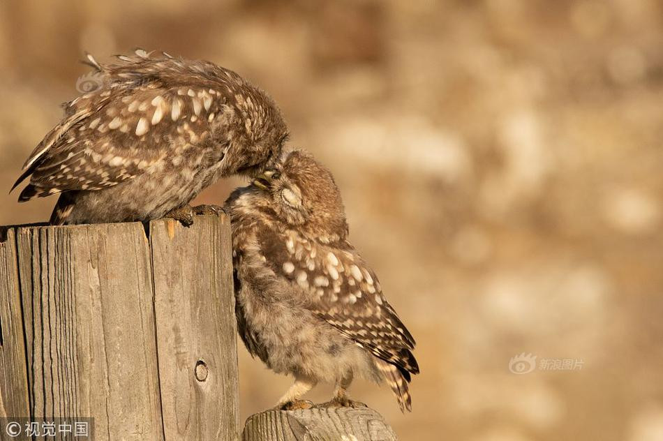 Theo chia sẻ của anh Martin, thức dậy vào buổi sáng sớm, anh vô tình bắt gặp cảnh tượng đôi cú cùng nhau ngắm mặt trời mọc vô cùng tình cảm.