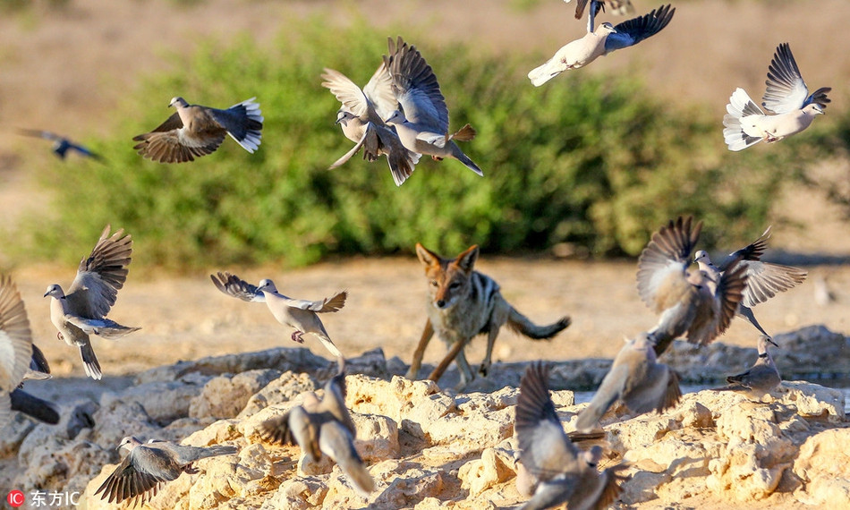 Cho rung Nam Phi pho dien man san giet chim dinh cao-Hinh-4