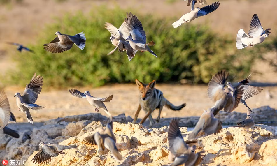 Cho rung Nam Phi pho dien man san giet chim dinh cao-Hinh-4