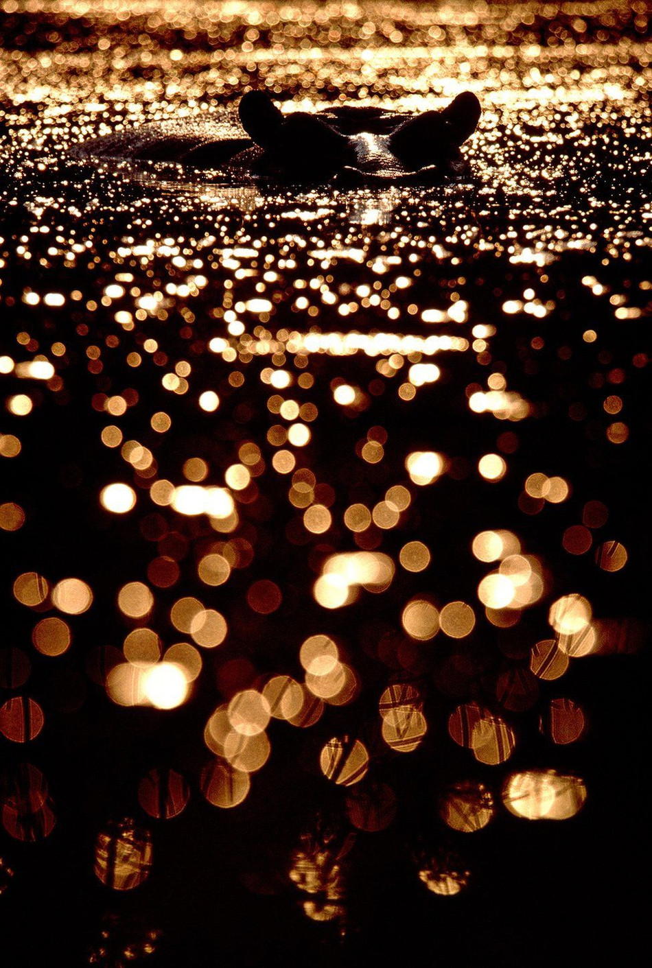 Không phải là những khoảnh khắc ấn tượng về những cuộc chiến sinh tử, đẫm máu và khốc liệt của những loài vật nơi đây mà là những khoảnh khắc bình yên đến lạ nhưng không kém phần thu hút.