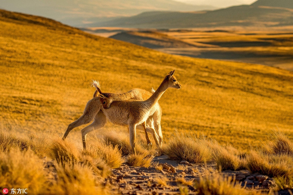 Thế nhưng trong mắt con người, nhìn qua, trông chúng như đang biểu hiện vô cùng thân thiết và lãng mạn dưới ánh nắng hoàng hôn vàng rực rỡ.