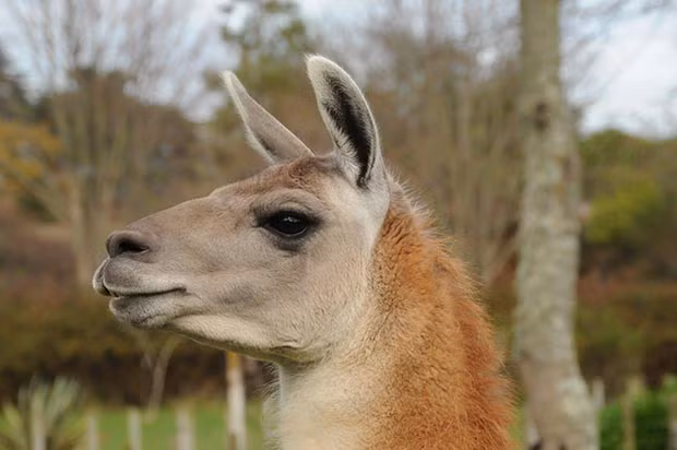 Theo tìm hiểu, lạc đà Vicuña có tên khoa học Vicugna vicugna, là một trong 2 loài lạc đà hoang dã Nam Mỹ cùng với lạc đà Guanaco sống ở vùng cao núi Andes thuộc họ Lạc đà, bộ Guốc chẵn.