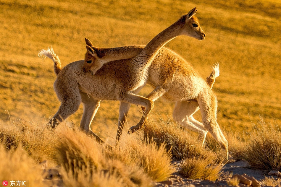 Nhiếp ảnh gia Olsen cho biết, anh vô cùng may mắn khi chụp được những hình ảnh hiếm hoi này khi có mặt đúng thời điểm và địa điểm.
