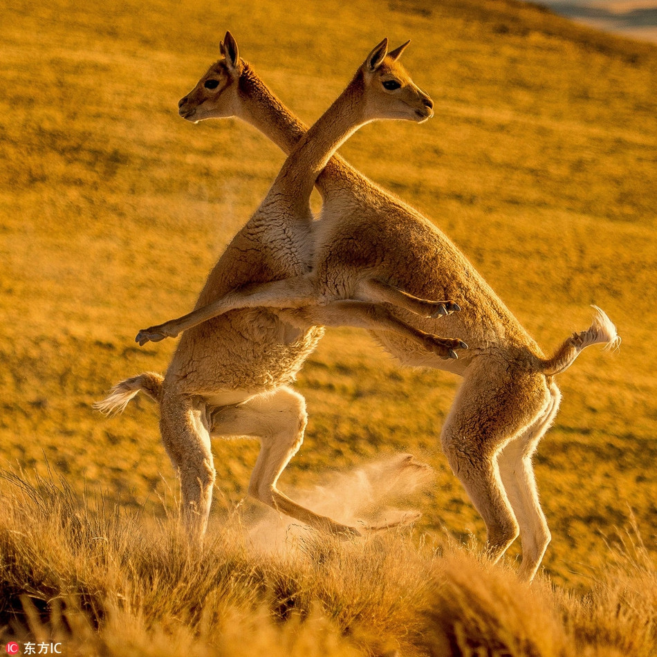 Hai con lạc đà Vicuña tấn công nhau rất mạnh mẽ, không chỉ dùng cần cổ, chúng còn dùng cả chân như những thứ vũ khí sắc bén. Thậm chí, khi có cơ hội, hai con lạc đà sẽ ngay lập tức cắn xé đối phương.