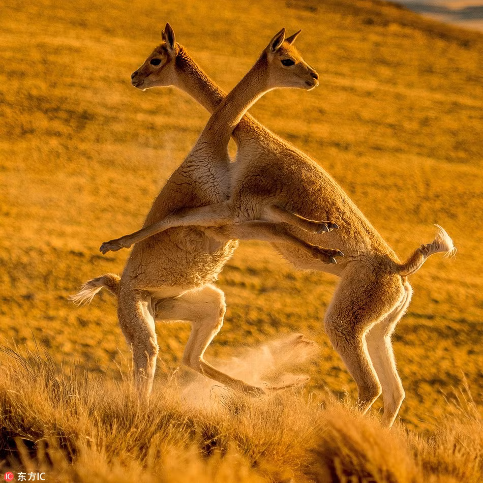 Hai con lạc đà Vicuña tấn công nhau rất mạnh mẽ, không chỉ dùng cần cổ, chúng còn dùng cả chân như những thứ vũ khí sắc bén. Thậm chí, khi có cơ hội, hai con lạc đà sẽ ngay lập tức cắn xé đối phương.