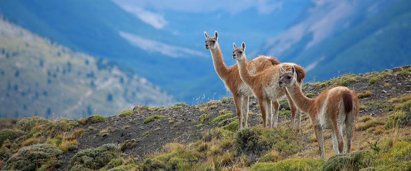 Đây là loài lạc đà được đánh giá là thanh nhã, duyên dáng. Vì thế, chúng còn được chọn là quốc thú của Peru, biểu tượng của nó được sử dụng trên huy hiệu Peru.